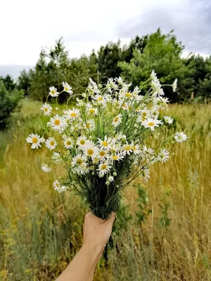 Букет из хризантем и ромашек в Оренбурге купить, заказать с доставкой -  Fleur