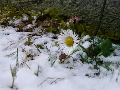 Ромашки в снегу, падает пушистый …» — создано в Шедевруме