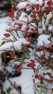 Ромашки в сугробе и бокал снежного: природа шутит в Приисковом