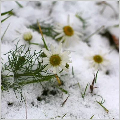 Ромашки в снегу фото фотографии