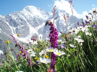 ромашки ледники горы цветы камни снег Стоковое Фото - изображение  насчитывающей россия, трава: 215704244