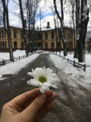 Ромашки на снегу, поляна …» — создано в Шедевруме