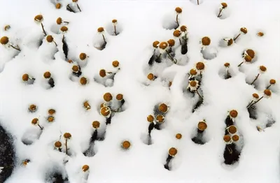Природная нежность: ромашки в снегу