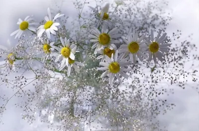 Магия снежных цветов: ромашки в снегу
