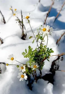 Ромашки в снегу: завораживающая картина