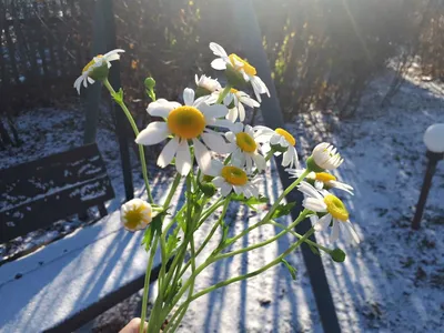 Природная красота: ромашки в снегу