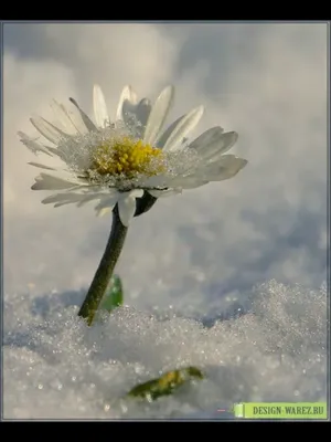 Ромашки под снегом. :: MVMarina – Социальная сеть ФотоКто