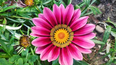 Ромашки зимой, возможно, уже не удивить этим 😉 но приятно, однозначно! И  настроение сразу летнее!!!🌿 #кофецветы37 #монобукет_кофецветы  #flowerdvorik #р… | Ромашки