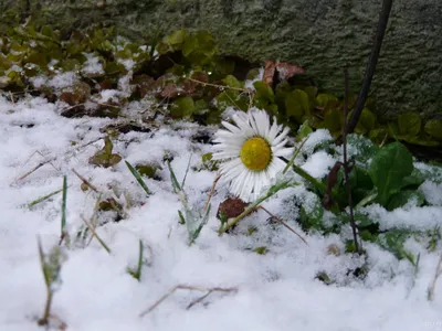 Ромашки зимой (33 фото) »