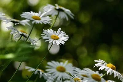Цветы Ромашки Белые - Бесплатное фото на Pixabay - Pixabay