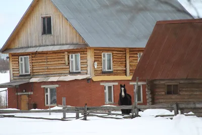 Западносибирская Лайка