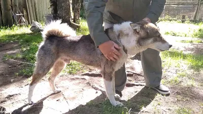 Питомник западно-сибирских лаек. Адрес - Селтинский р-он, д. Старые Копки