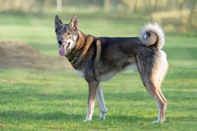 Западносибирская лайка собака: фото, характер, описание породы