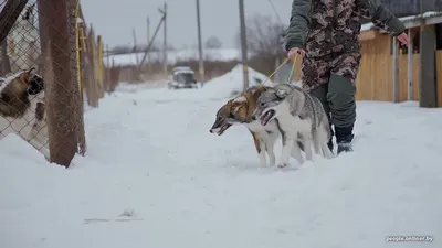 Собаки » Породы » Западносибирская лайка