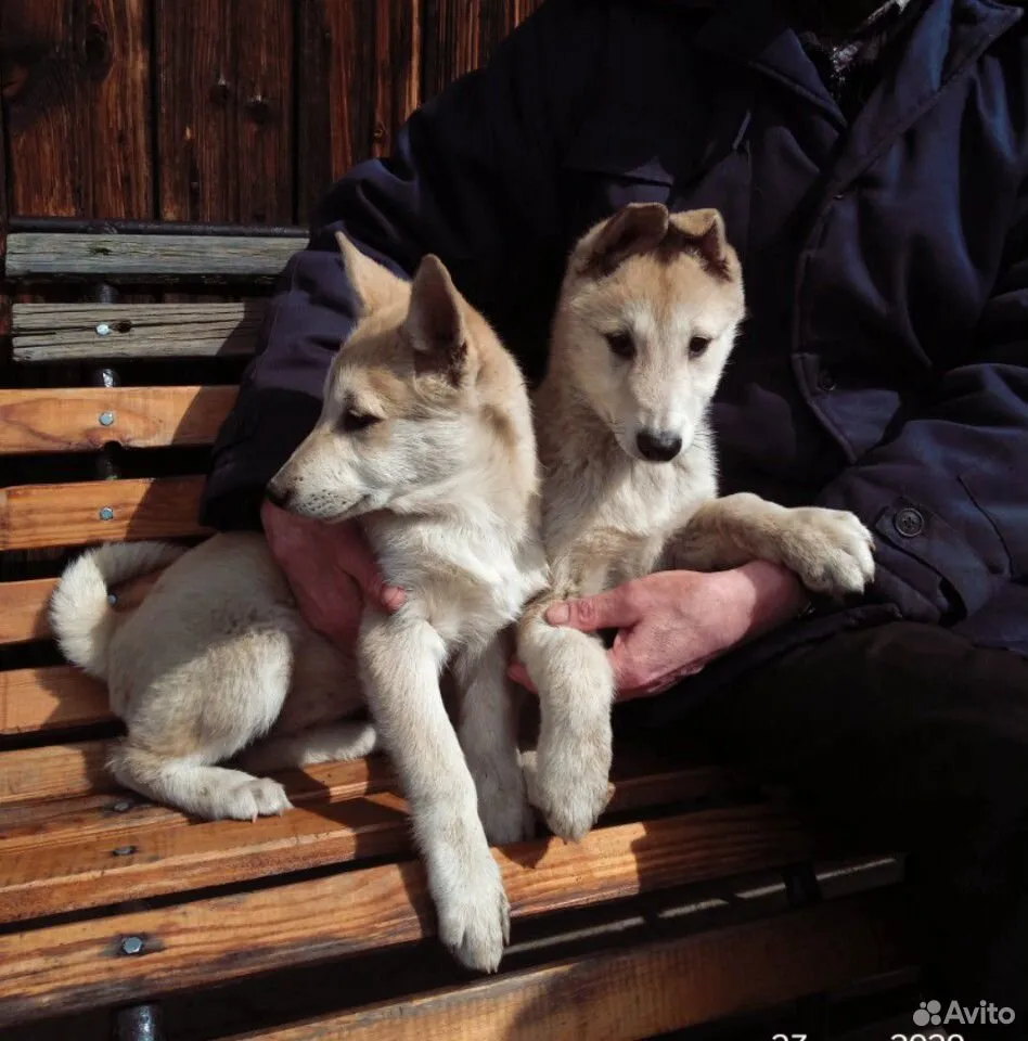 Щенки Лайки Купить В Ивановской Области