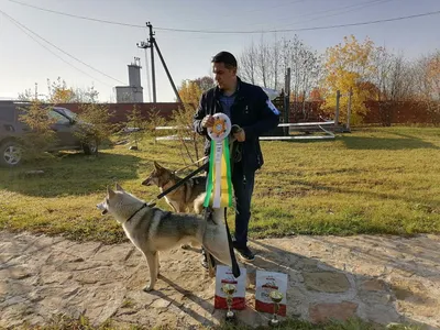 Щенки Западно-Сибирской лайки купить на Зозу.ру