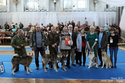 Питомник западно-сибирских лаек. Адрес - Селтинский р-он, д. Старые Копки