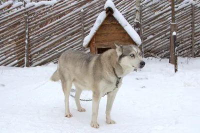 Дрессировка собак породы Восточно-сибирская лайка Akita Dog School