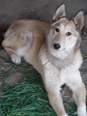 Западно Сибирская Лайка - г. Москва - Hunting dog