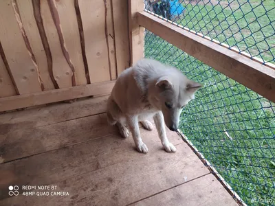 Восточно-сибирская лайка - Питомник Русские Охотничие Собаки - Russian  Hunting Dogs на SOBAKI.PRO