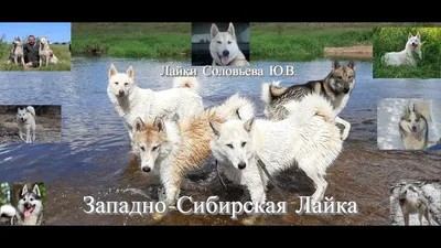 Питомник Лаек Борисенка А.К🐾 (@urman_kennel) • Instagram photos and videos