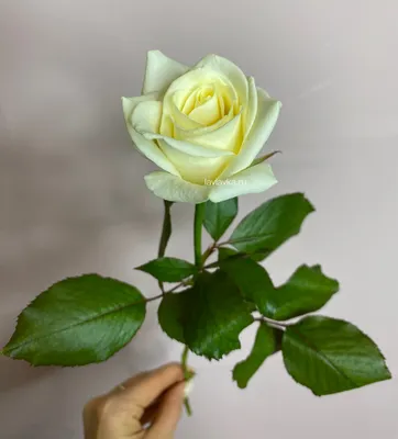 Роза аваланш (россия) 50 см – Цветочная Лав-Лавка