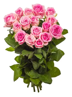 51 белая и розовая роза Россия 60 см купить с доставкой по Краснодару