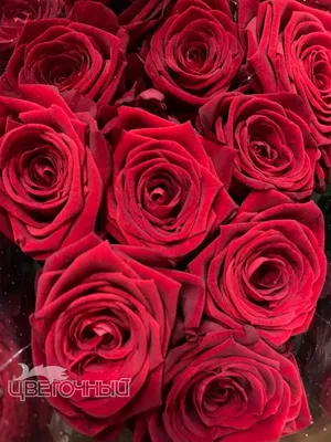 Заказать Роза красная Россия за 200 руб. в городе Кургане - «Цветочный»