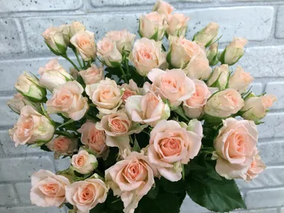 Роза кустовая Россия - купить в Нижнем Новгороде с доставкой | «Ловибукет»  - сеть цветочных магазинов