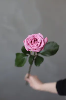 Российская роза Talea 50см - Доставкой цветов в Москве! 103871 товаров!  Цены от 487 руб. Цветы Тут