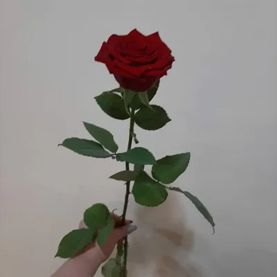 Букет цветов из 51 красной роза Россия 60 см с бесплатной доставкой на дом  из «ВкусВилл» | Екатеринбург
