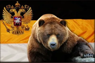 Картинка Медведь с российским флагом: Скачивайте бесплатно и без ограничений