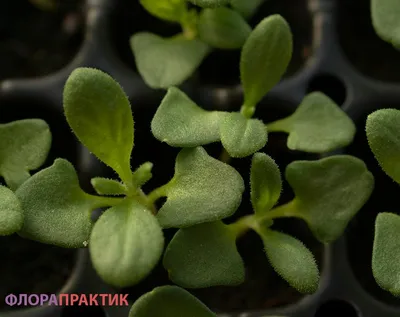 Сад Трав - Дружные всходы лаванды... В мае уже будут цвести! Записывайтесь!  | Facebook
