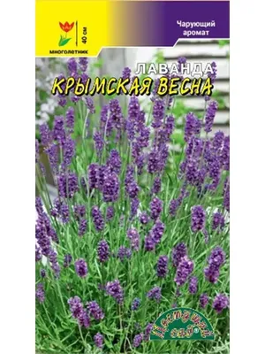 Лаванда в горшках . Саженцы лаванды. Лаванда в саду | Лавандовый сад,  Лаванда, Куст