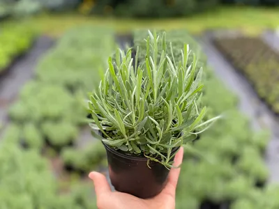 ЭУСТОМА-КАЛИБРАХОА-ЛАВАНДА продажа рассады (@mgn_eustoma_olga) • Instagram  photos and videos