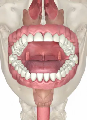 Что такое рот? • Диагностический центр Вальдорф