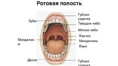 Широкий Открытый Рот — стоковые фотографии и другие картинки Девушки -  Девушки, Женщины, Крупный план - iStock