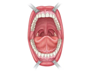 Что такое рот? • Диагностический центр Вальдорф