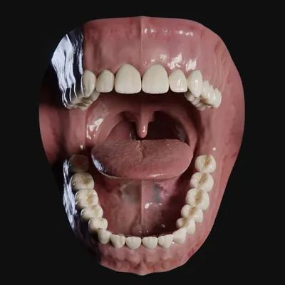 Анатомия Человека Открытый Рот — стоковая векторная графика и другие  изображения на тему Рот - Рот, Зубы, Здоровый образ жизни - iStock