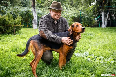 Белорусские породы собак - собаки, выведенные в Беларуси