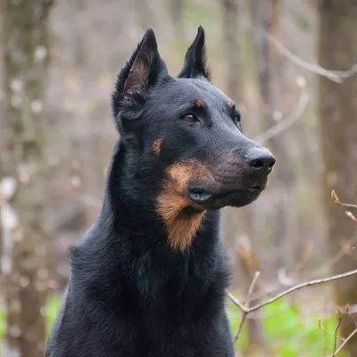 Запрещенные породы собак в Германии | Animal Trips | Дзен