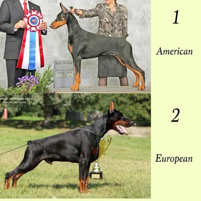 Роткин порода собак чем отличается от добермана (88 фото) - картинки  sobakovod.club
