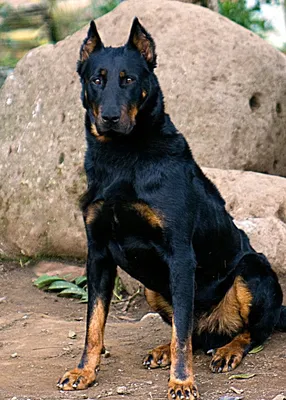 Роткин порода собак чем отличается от добермана (88 фото) - картинки  sobakovod.club