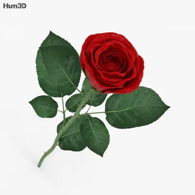 3D Print a Rose That Never Dies ⋆ stlDenise3D