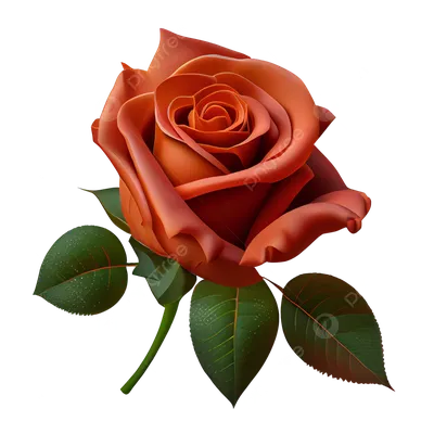 Rose - Free 3D models