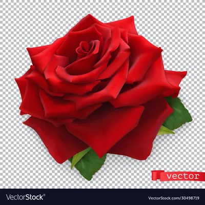 Red rose object isolated, 3d illustration, vertical Stock Photo - Alamy