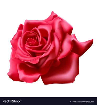 Red rose 3d realistic object Royalty Free Vector Image