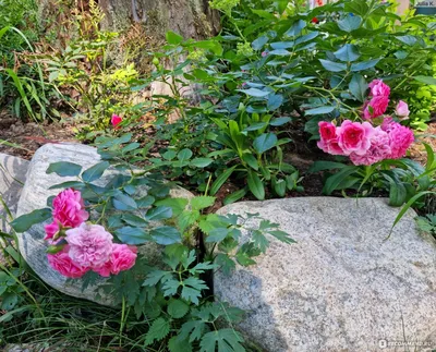 Саженец Роза Ле Катр Сезон (Rosa Les Quatre Saisons) купить в Москве по  низкой цене из питомника, доставка почтой по всей России | Интернет-магазин  Подворье