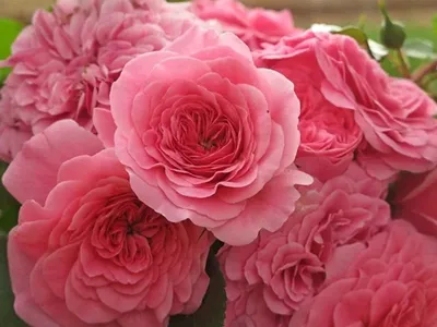 Роза почвопокровная Ле Катр Сэзон (Les Quatre Saisons) Мейян (Meilland) -  «Как она облогородила мой цветник. Барышня в розовом.» | отзывы