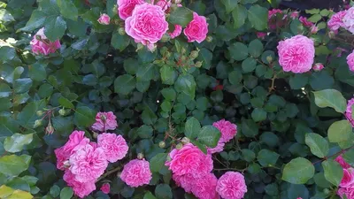 Купить саженцы Розы 4 сезона (Les Quatre Saisons) в Нижнем Новгороде -  Гарден Флора